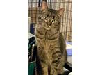 Adopt JACKIE a Brown Tabby Domestic Shorthair / Mixed (short coat) cat in