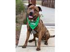 Adopt Shayleen a Brindle Black Mouth Cur / Pit Bull Terrier / Mixed dog in