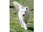 Adopt Griffith Angel a White Terrier (Unknown Type, Medium) / Mixed dog in