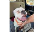 Adopt Archie Bug a White Boxer / Mixed dog in Alpharetta, GA (37694149)