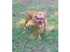 Adopt Fernanda a Pit Bull Terrier / Mixed dog in Alpharetta, GA (17714746)