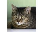 Adopt Lindsay a Domestic Shorthair / Mixed (short coat) cat in North Fort Myers