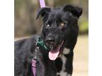 Adopt Dakota a Husky / Mixed dog in North Fort Myers, FL (35604575)