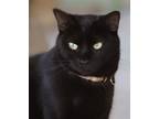 Adopt Jojo a Domestic Shorthair / Mixed (short coat) cat in North Fort Myers