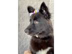 Adopt Callie a Black - with White Husky / Border Collie / Mixed dog in Kennesaw