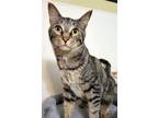 Adopt ETHAN a Brown Tabby Domestic Shorthair / Mixed (short coat) cat in Powder