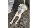 Adopt Levi a Labrador Retriever / Australian Shepherd / Mixed dog in Eufaula