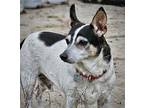 Adopt Eddie (GA) a White - with Black Rat Terrier / Mixed dog in Atlanta