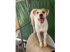 Adopt Vicky a White - with Tan, Yellow or Fawn Labrador Retriever / Mixed dog in