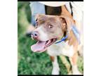 Adopt Emily a Brown/Chocolate - with White American Pit Bull Terrier / Mixed dog