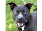 Adopt Brutus a Brown/Chocolate - with Black American Pit Bull Terrier / Mixed
