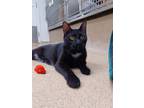 Adopt Corbin a Black (Mostly) Domestic Shorthair / Mixed (short coat) cat in