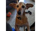 Adopt Happy Gilmore a Red/Golden/Orange/Chestnut Dachshund / Mixed dog in