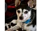 Adopt Boomer (LA) a Black - with White Rat Terrier / Mixed dog in Baton Rouge