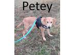 Adopt Petey a Tan/Yellow/Fawn - with White Coonhound / Hound (Unknown Type) /