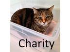 Adopt Charity a Gray, Blue or Silver Tabby Domestic Shorthair / Mixed (short