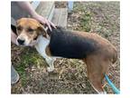 Adopt Cookie a Foxhound / Mixed dog in Chantilly, VA (37740827)