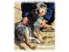 Adopt Lightning Mcqueen a Merle Australian Cattle Dog / Mixed dog in Cherry