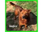 Adopt Sanford a Brown/Chocolate - with Tan Chow Chow / Retriever (Unknown Type)