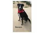 Adopt Samson a Gray/Silver/Salt & Pepper - with White Weimaraner / Mixed dog in