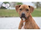 Adopt Indy (Gerard Butler) a Brown/Chocolate - with Black Pit Bull Terrier /