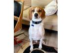 Adopt Darwin a Tan/Yellow/Fawn - with White Hound (Unknown Type) / Mixed dog in