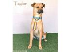 Adopt Taylor a Tan/Yellow/Fawn - with Black Chinook / Mixed dog in San Diego