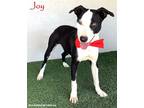 Adopt Joy a Black - with White Labrador Retriever / American Staffordshire