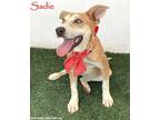 Adopt Sadie a Tan/Yellow/Fawn - with White Labrador Retriever / Australian