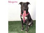 Adopt Margarita a Brindle - with White Plott Hound / Labrador Retriever / Mixed