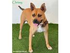 Adopt Chrissy a Tan/Yellow/Fawn - with Black Boxer / Mixed dog in San Diego