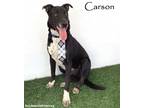 Adopt Carson a Black - with White Border Collie / Labrador Retriever / Mixed dog