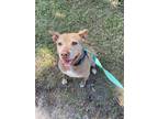 Adopt Tonka a Red/Golden/Orange/Chestnut American Staffordshire Terrier / Mixed