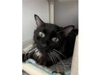 Adopt Midnight * a Black (Mostly) Domestic Mediumhair / Mixed (medium coat) cat