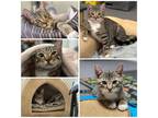 Adopt Goosefoot (Courtesy Listing) a Brown Tabby Domestic Shorthair / Mixed