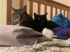Adopt Lewie a All Black Domestic Shorthair / Mixed (short coat) cat in Sarasota