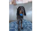 Adopt Belle - a Tricolor (Tan/Brown & Black & White) Bluetick Coonhound / Mixed