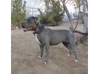 Adopt Dede - a Gray/Silver/Salt & Pepper - with White American Staffordshire