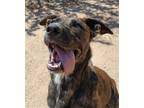 Adopt LaLa - a Brindle Mastiff / Mixed dog in Apple Valley, CA (31070308)