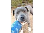 Adopt Tracy-foster home-DeDe is here and similar a Gray/Silver/Salt & Pepper -