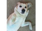 Adopt Spuds - a Tan/Yellow/Fawn - with White Beagle / Labrador Retriever / Mixed