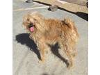 Adopt Chet - adopted 8-27-23! a Red/Golden/Orange/Chestnut Terrier (Unknown