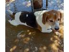 Adopt Copper a Tricolor (Tan/Brown & Black & White) Beagle / Mixed dog in Apple