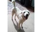 Adopt Neville of the Hogwarts family a White Jindo / Mixed dog in Apple Valley