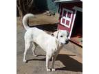 Adopt Ginny of the Hogwarts family a White Jindo / Mixed dog in Apple Valley