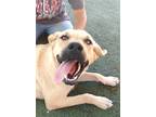 Adopt Amarilla - a Tan/Yellow/Fawn Labrador Retriever / Mixed dog in Apple