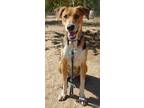 Adopt Remington - a Tricolor (Tan/Brown & Black & White) Foxhound / Mixed dog in