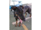 Adopt Rose - a Black - with Tan, Yellow or Fawn Doberman Pinscher / Mixed dog in
