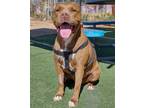 Adopt Ira - a Brown/Chocolate - with White American Pit Bull Terrier / Mixed dog