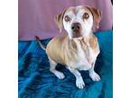 Adopt Max Lucas - a Brown/Chocolate - with Tan Beagle / Mixed dog in Apple